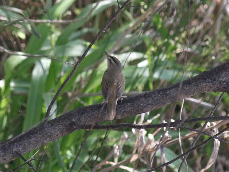 Black-browed Reed Warbler - ML619167990