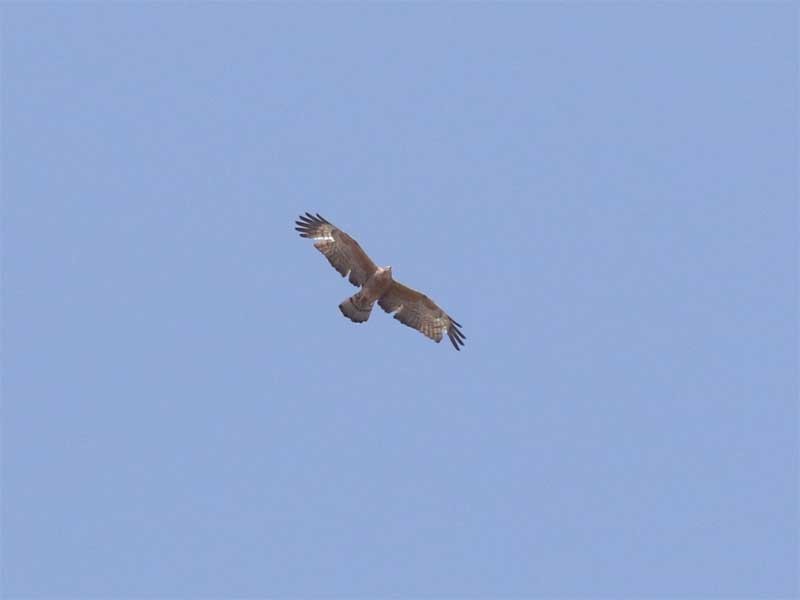 Oriental Honey-buzzard - ML619168007