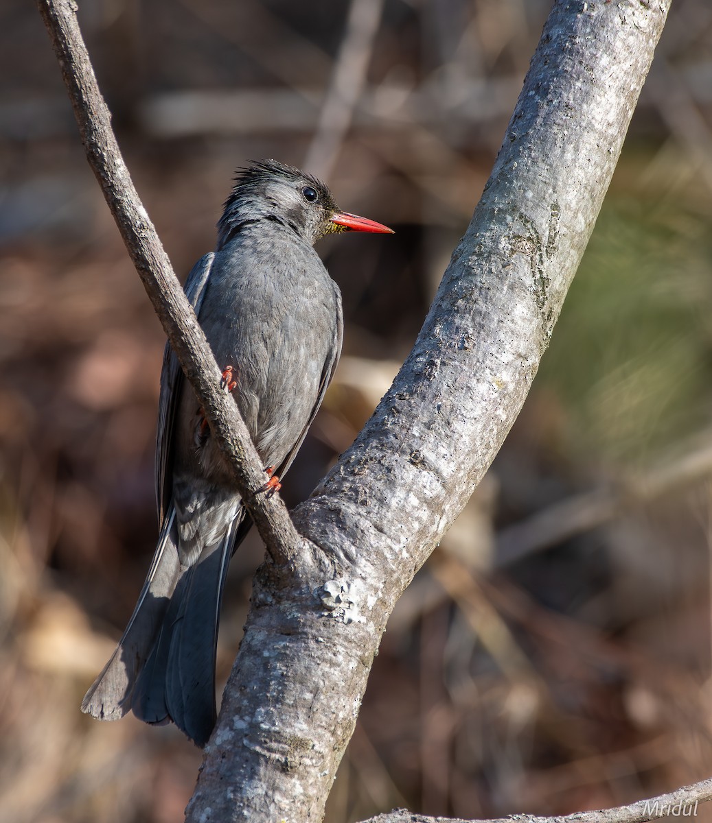 Black Bulbul - ML619168008