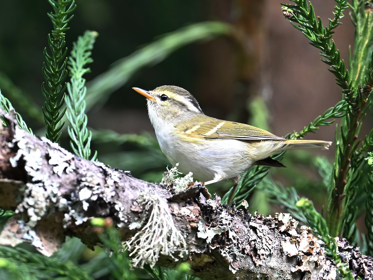 Claudia's Leaf Warbler - peng su