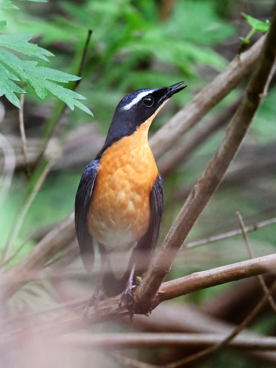 Indian Blue Robin - peng su