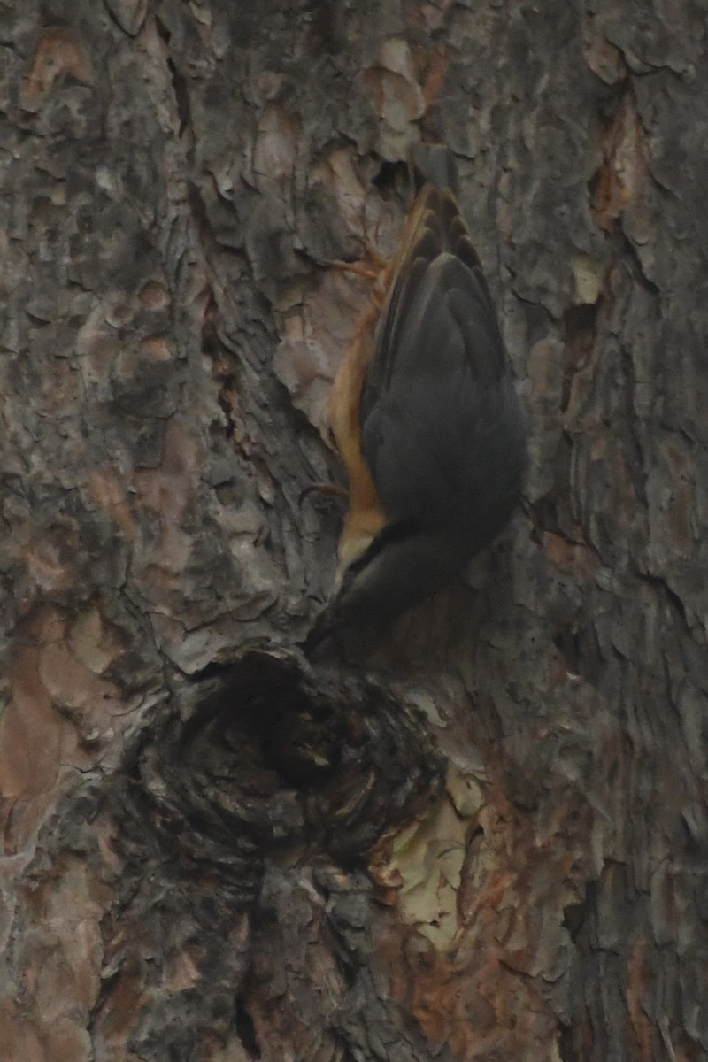 Eurasian Nuthatch (Western) - Michael Louey