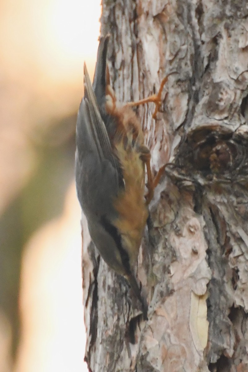 Eurasian Nuthatch (Western) - ML619168032