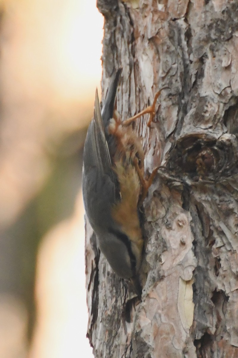 Eurasian Nuthatch (Western) - Michael Louey