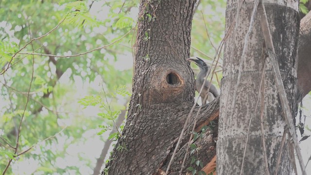 Indian Gray Hornbill - ML619168041