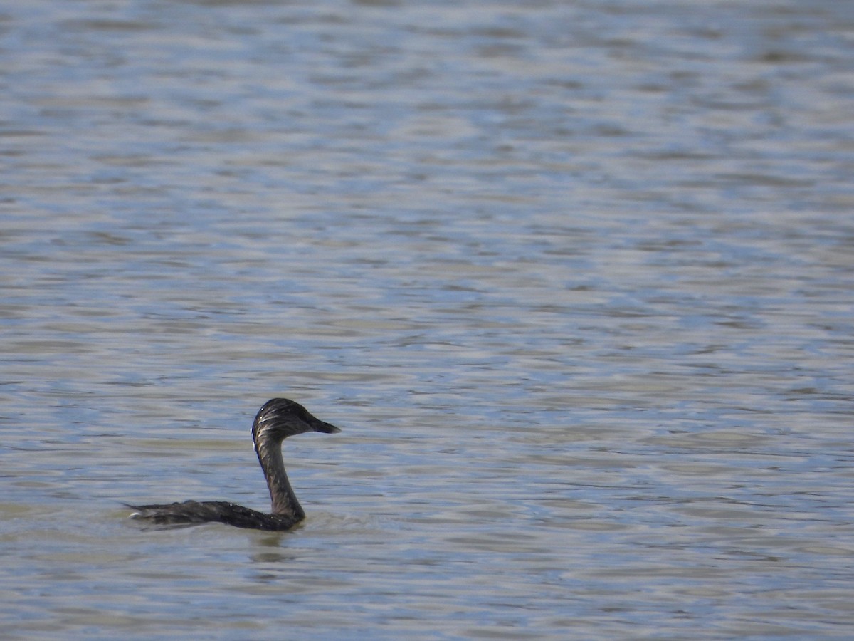 Hoary-headed Grebe - Leonie Beaulieu