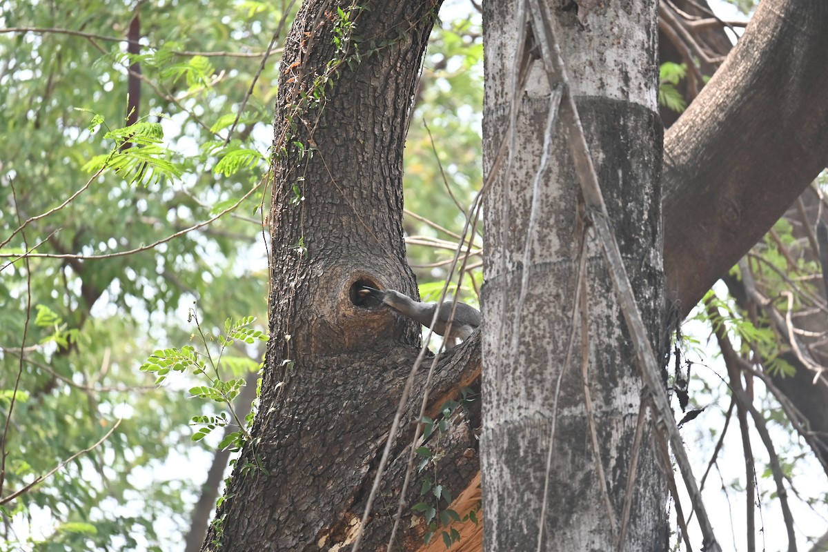 Indian Gray Hornbill - JOEL J MATHEW