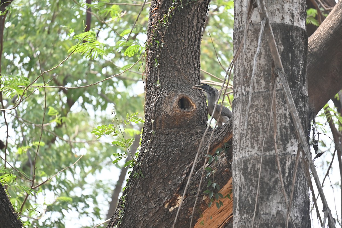 Indian Gray Hornbill - ML619168056