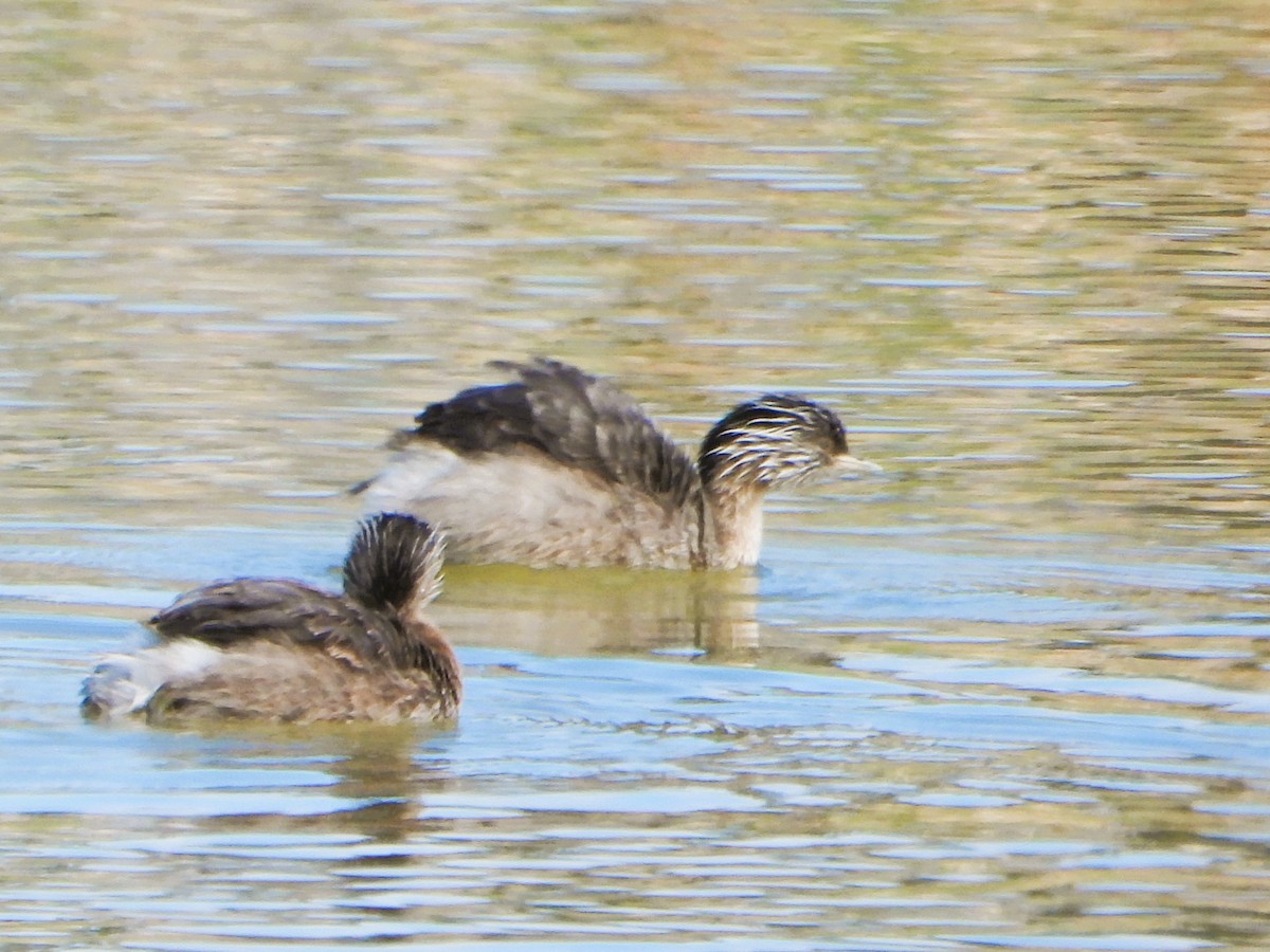 Hoary-headed Grebe - Leonie Beaulieu