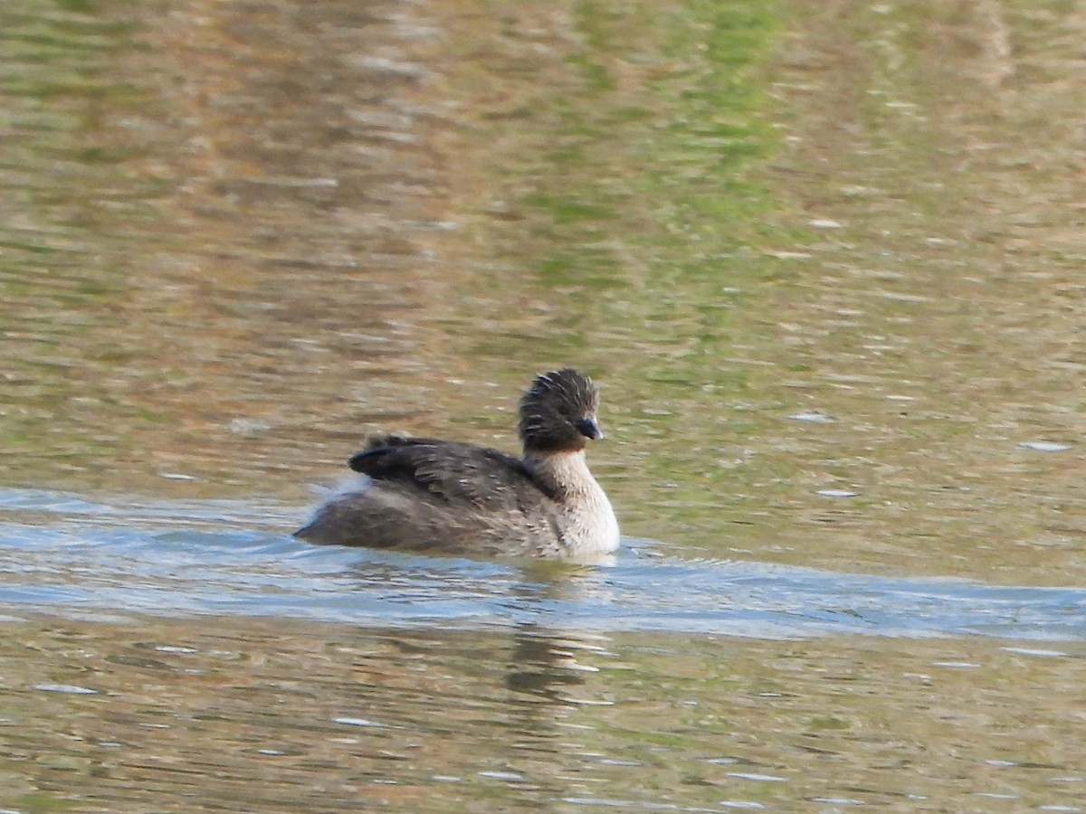 Hoary-headed Grebe - Leonie Beaulieu