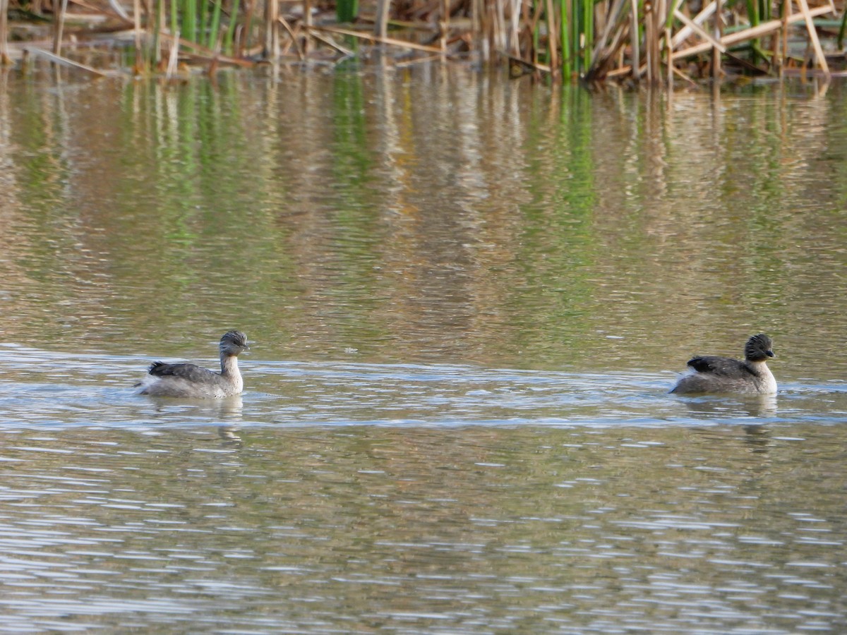 Hoary-headed Grebe - Leonie Beaulieu