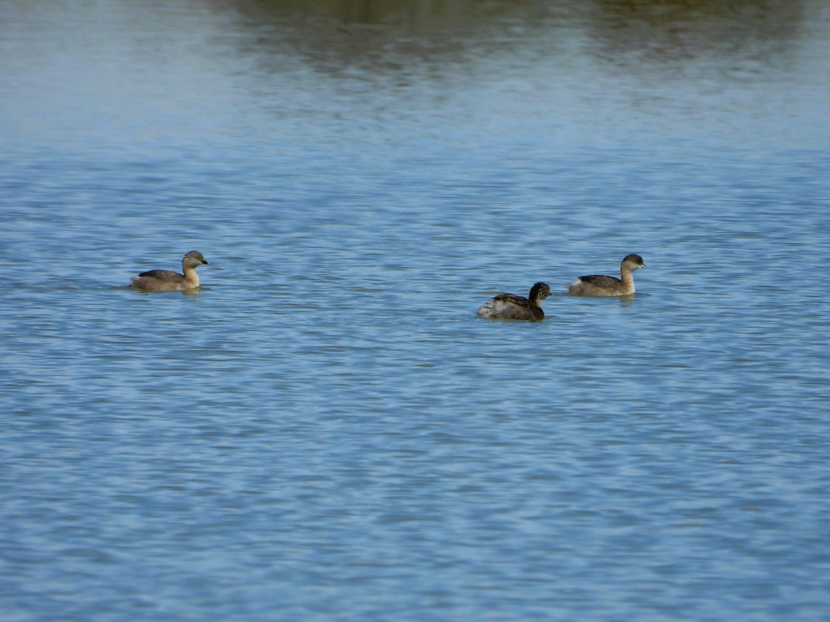 Hoary-headed Grebe - Leonie Beaulieu