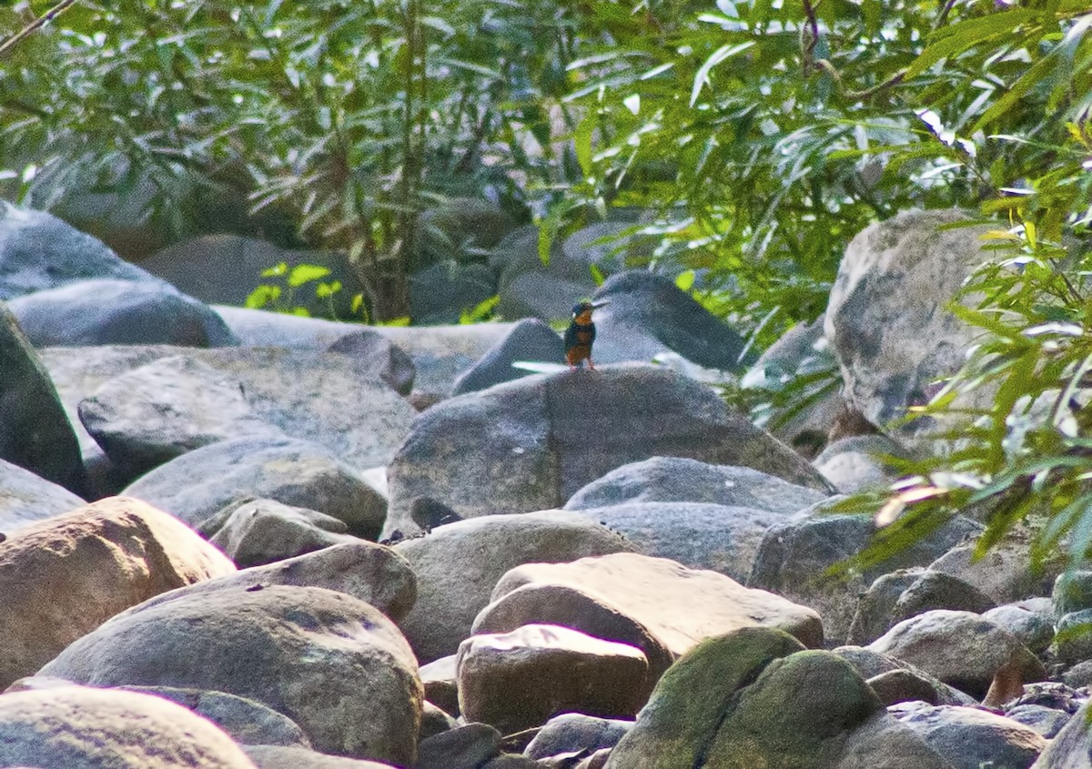 Indigo-banded Kingfisher - Jay-c Casio