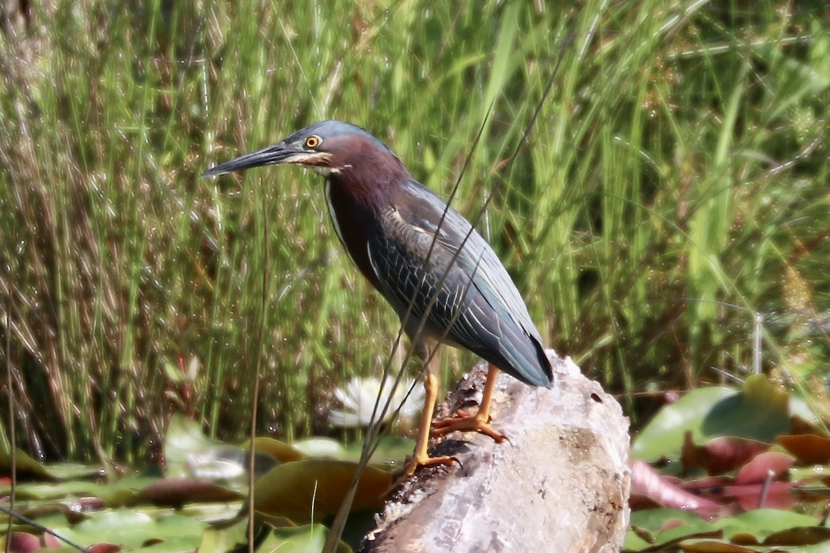 Green Heron - Irvin Pitts