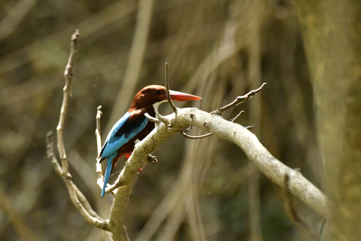 White-throated Kingfisher - ML619168101