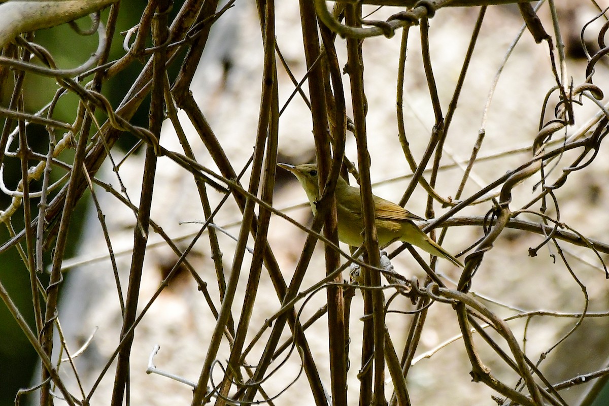 Blyth's Reed Warbler - ML619168115