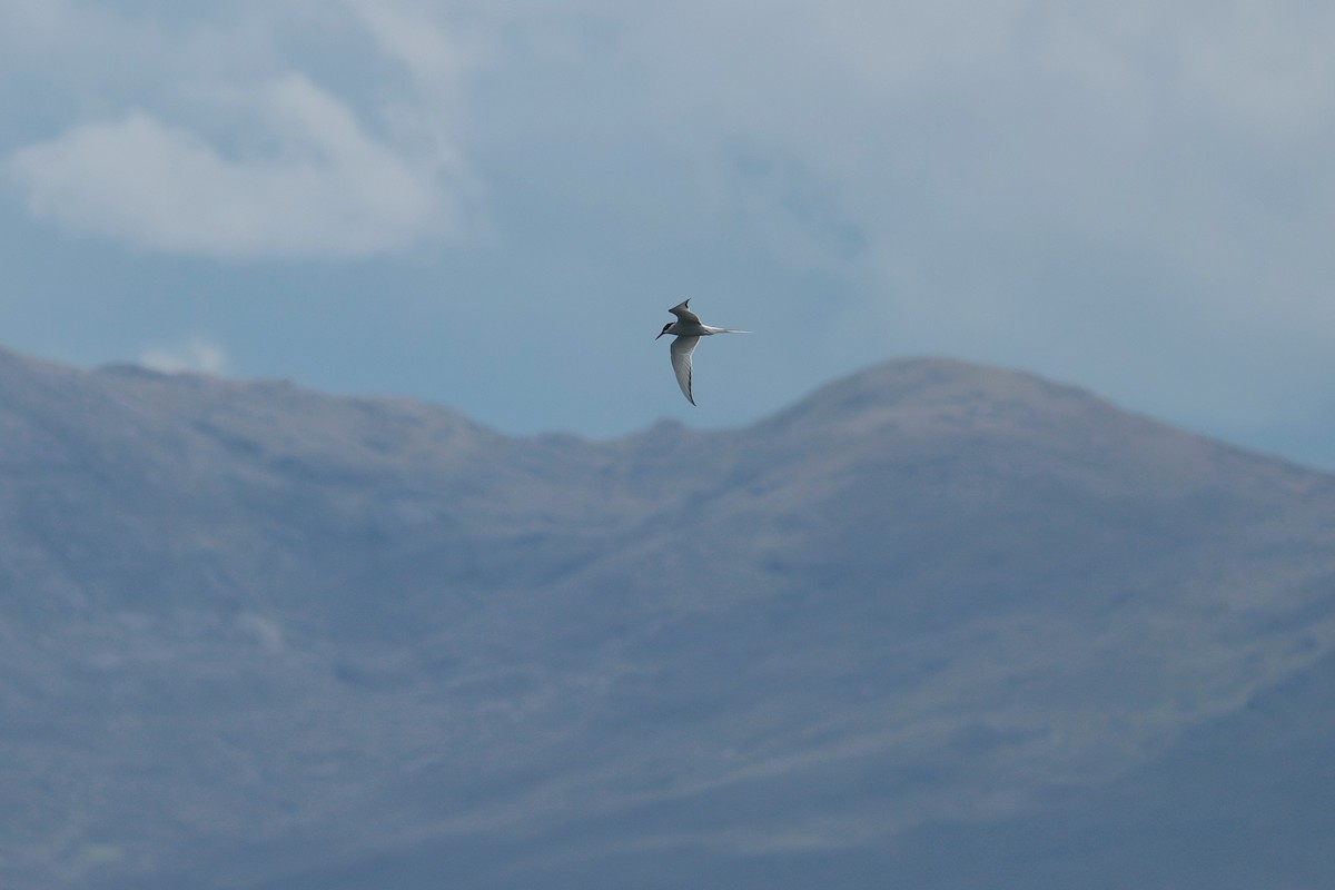 Arctic Tern - ML619168118