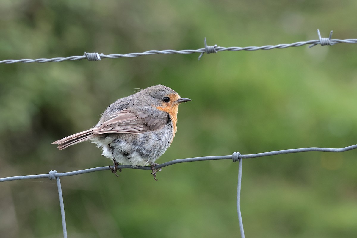 European Robin - ML619168122