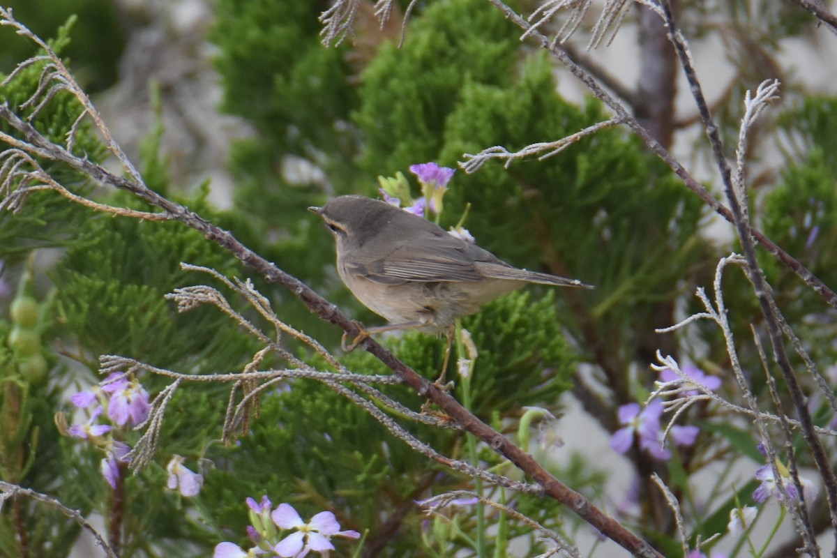 Dusky Warbler - Wonwoong Kim