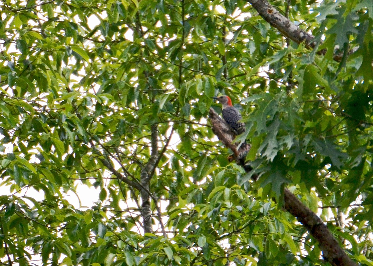 Red-bellied Woodpecker - David Richmond