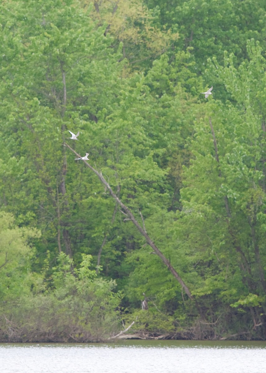 Forster's Tern - ML619168153