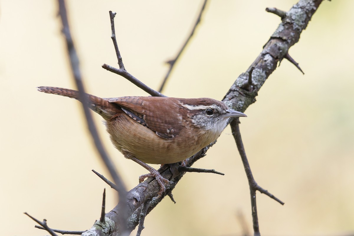 Carolina Wren - ML619168156