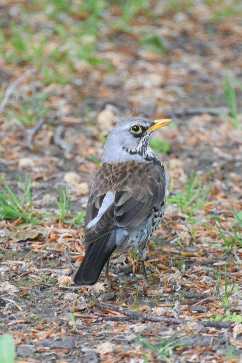 Fieldfare - Michael Louey