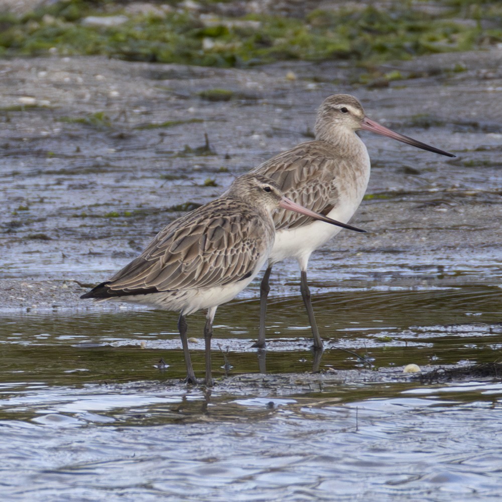 Bar-tailed Godwit - Ron` Waters