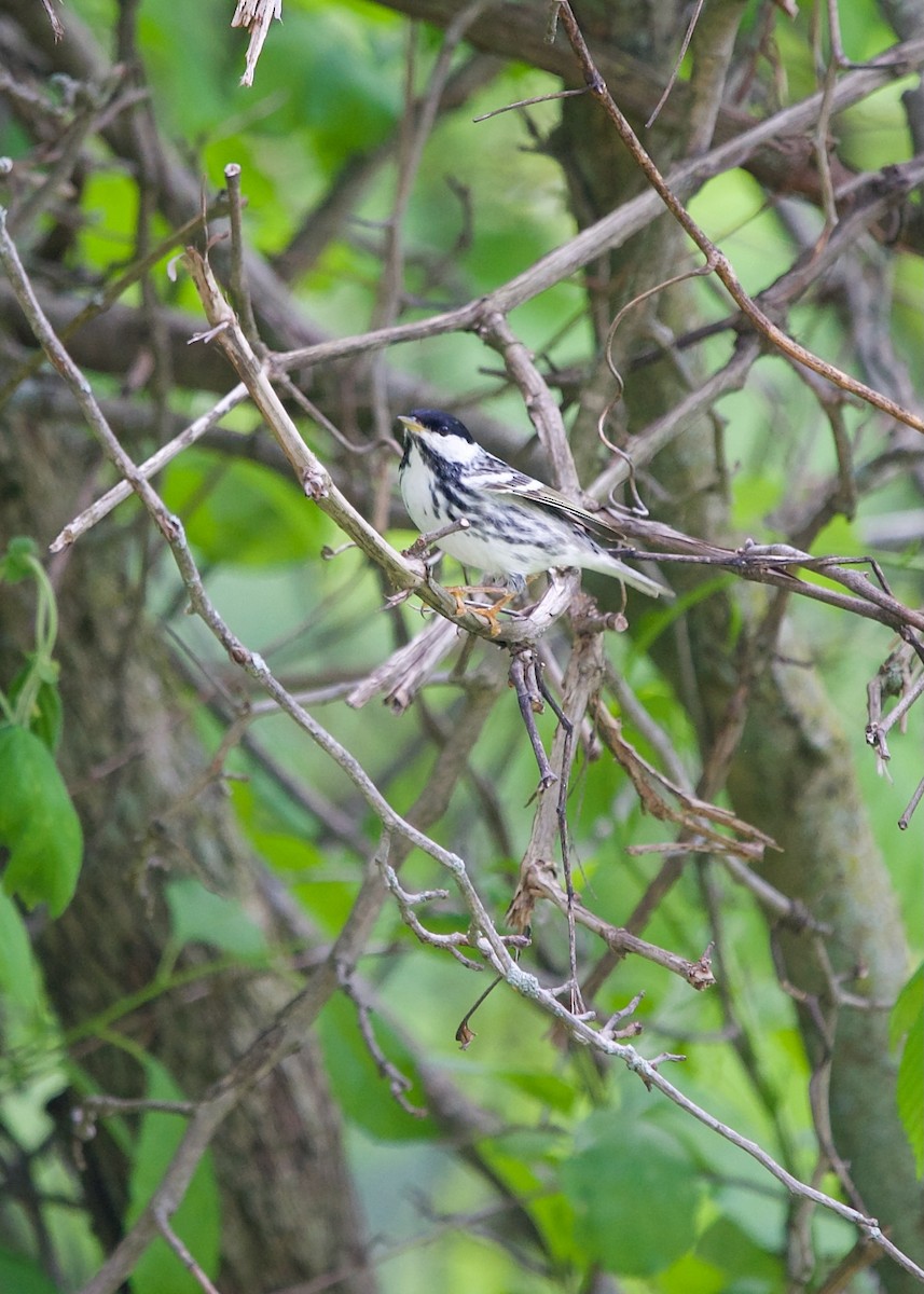 Blackpoll Warbler - Jon Cefus