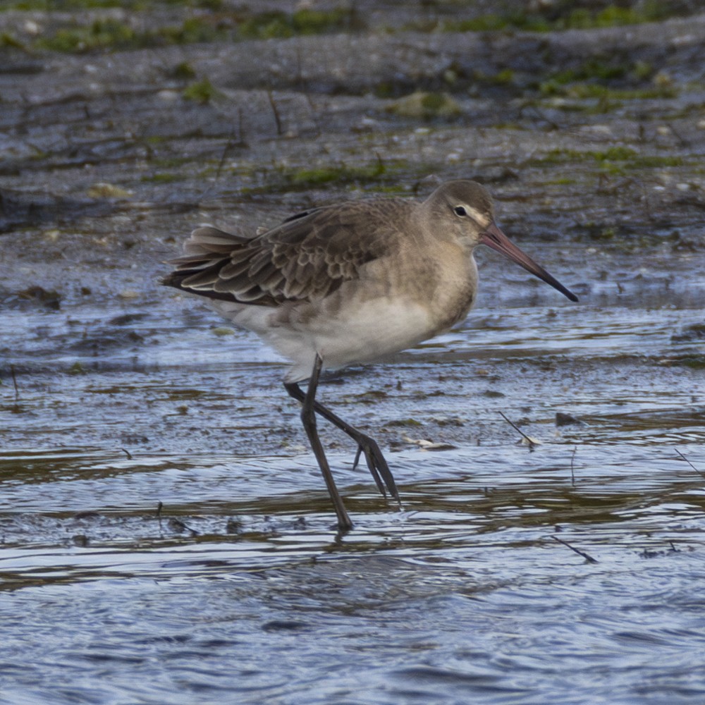Black-tailed Godwit - Ron` Waters