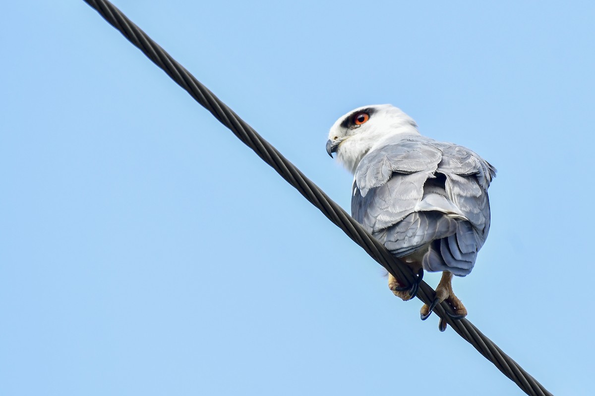 Black-winged Kite - ML619168182