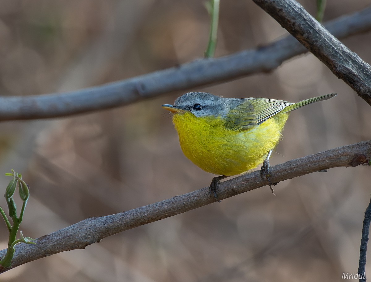 Gray-hooded Warbler - Mridul Anand