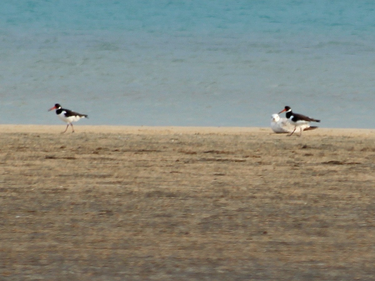 Eurasian Oystercatcher - ML619168202