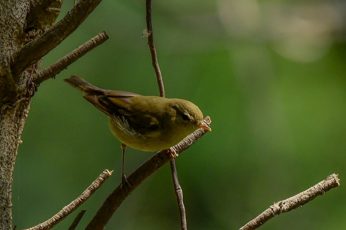 Mosquitero Verdoso - ML619168250