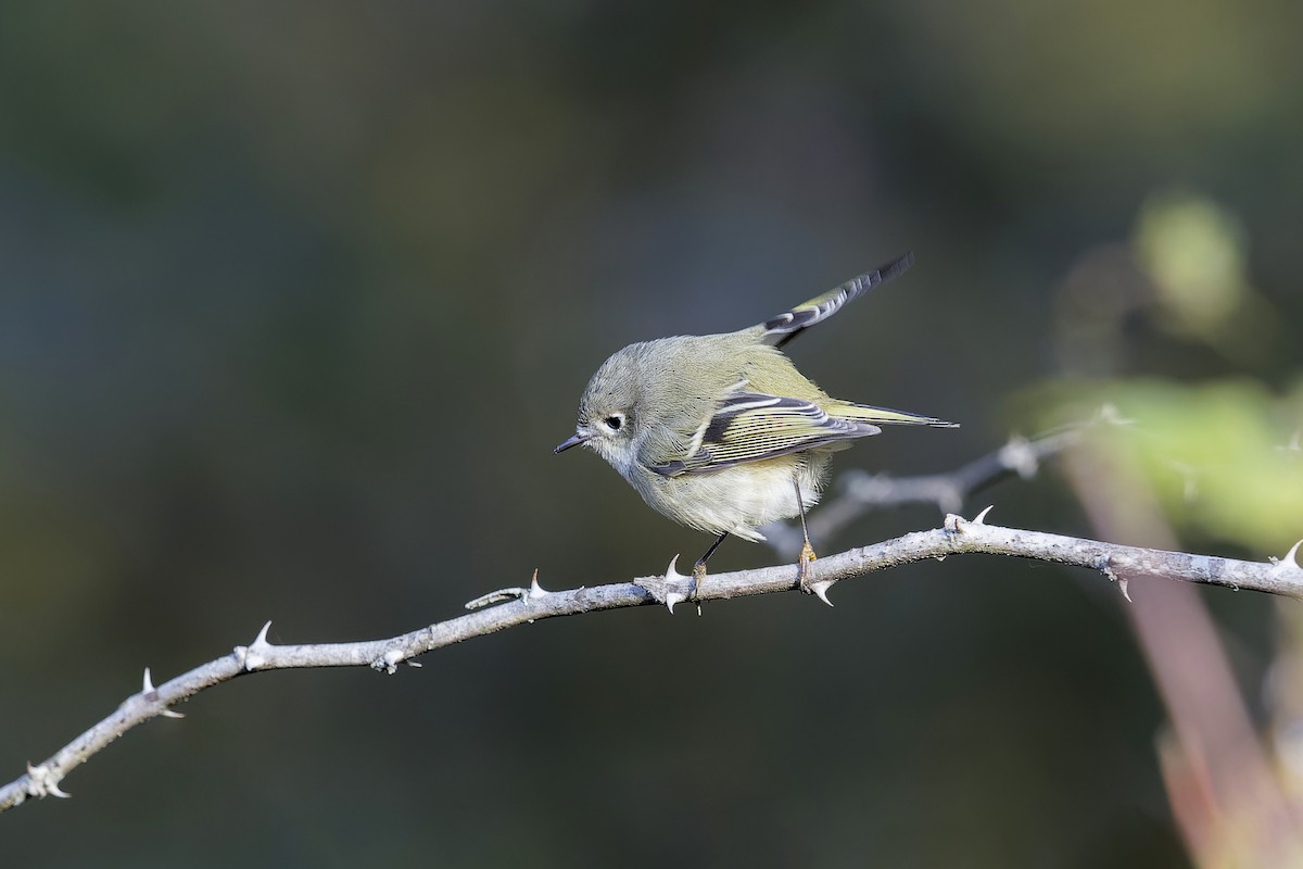 Ruby-crowned Kinglet - Se Chea