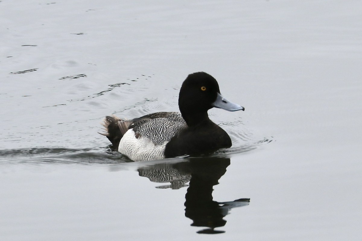 Lesser Scaup - ML619168268