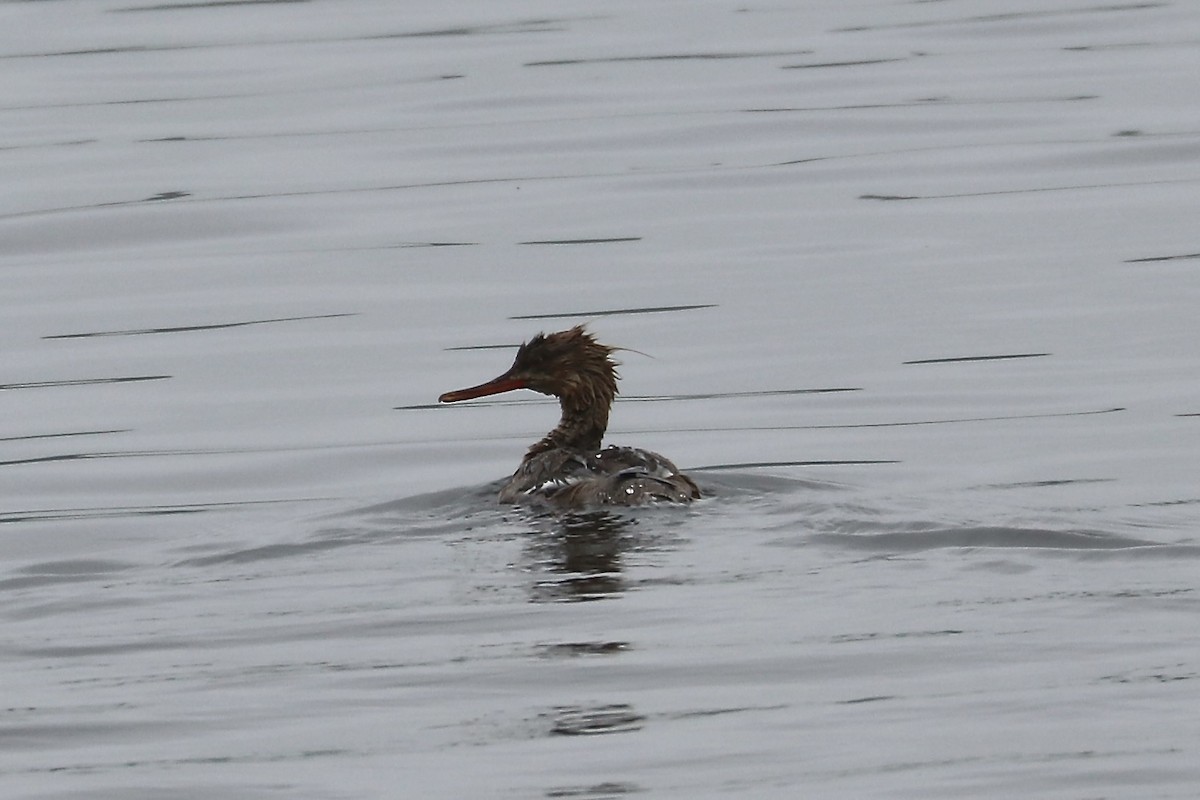 Red-breasted Merganser - Irvin Pitts