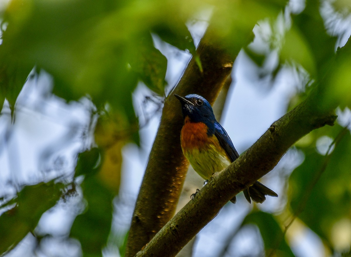 Blue-throated Flycatcher - Sathish Ramamoorthy