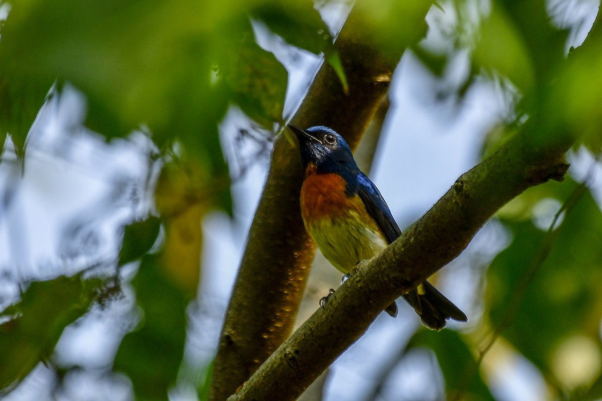 Blue-throated Flycatcher - Sathish Ramamoorthy