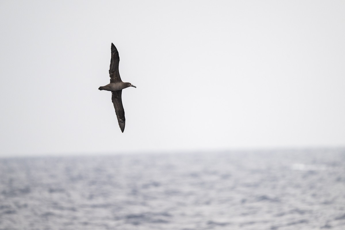 Black-footed Albatross - Edward Zheng