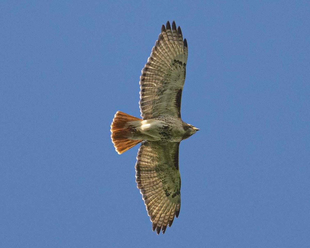 Red-tailed Hawk - ML619168295