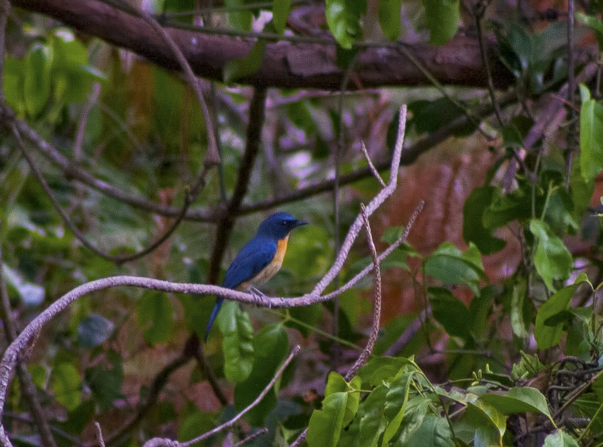 Mangrove Blue Flycatcher - Jay-c Casio