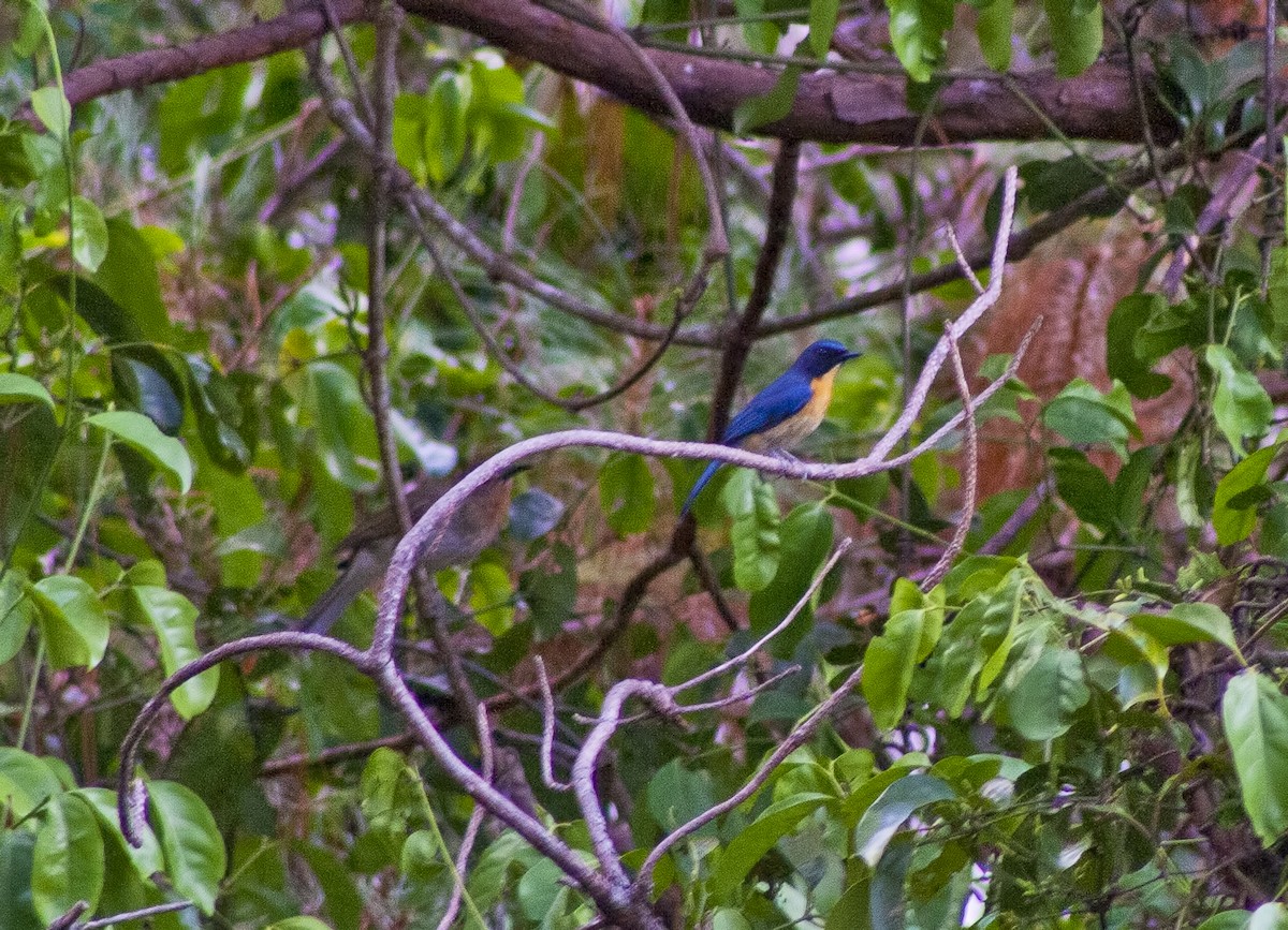 Mangrove Blue Flycatcher - Jay-c Casio