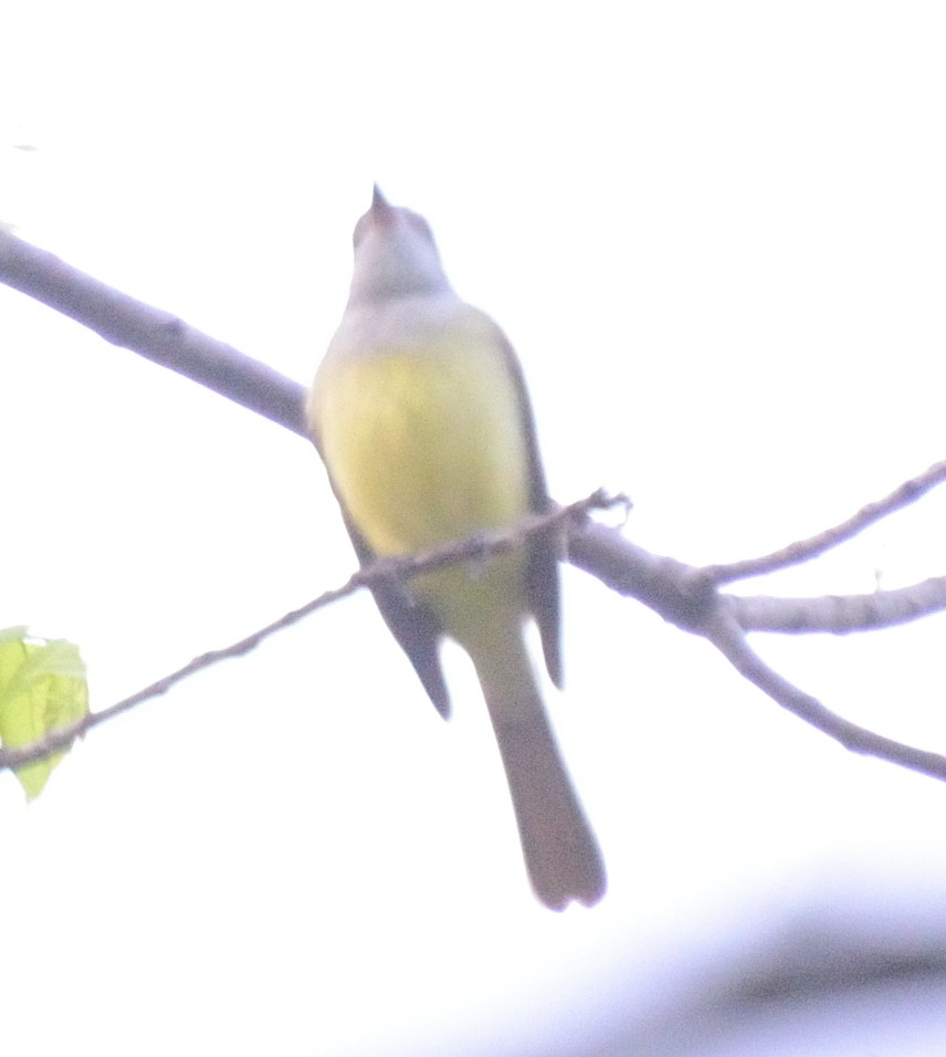 Great Crested Flycatcher - ML619168310