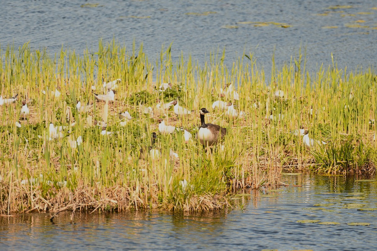 Black-headed Gull - ML619168311