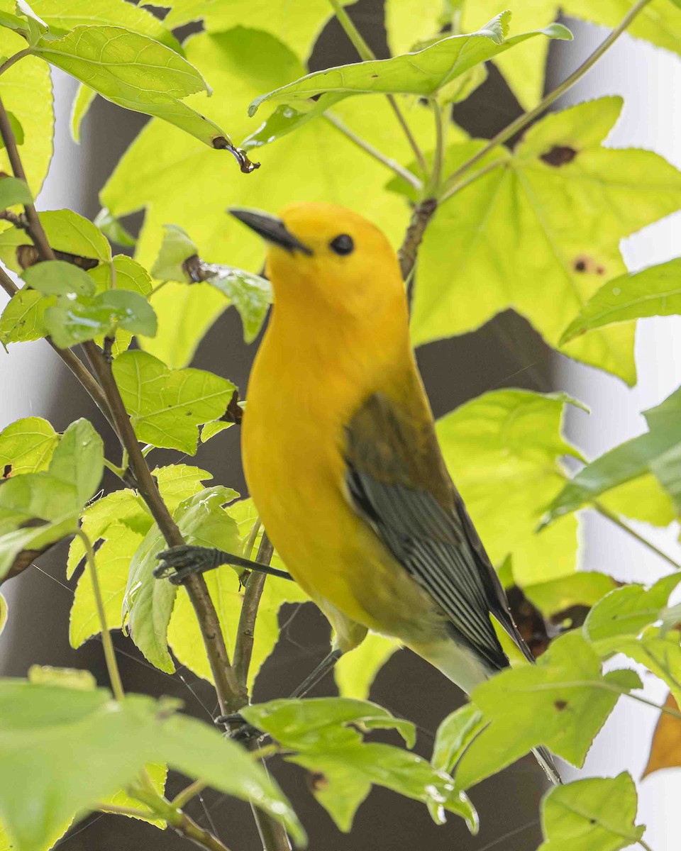 Prothonotary Warbler - ML619168316