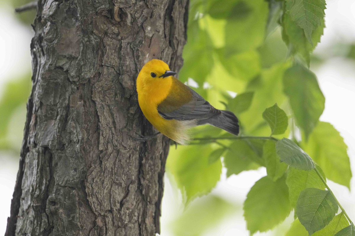 Prothonotary Warbler - ML619168317