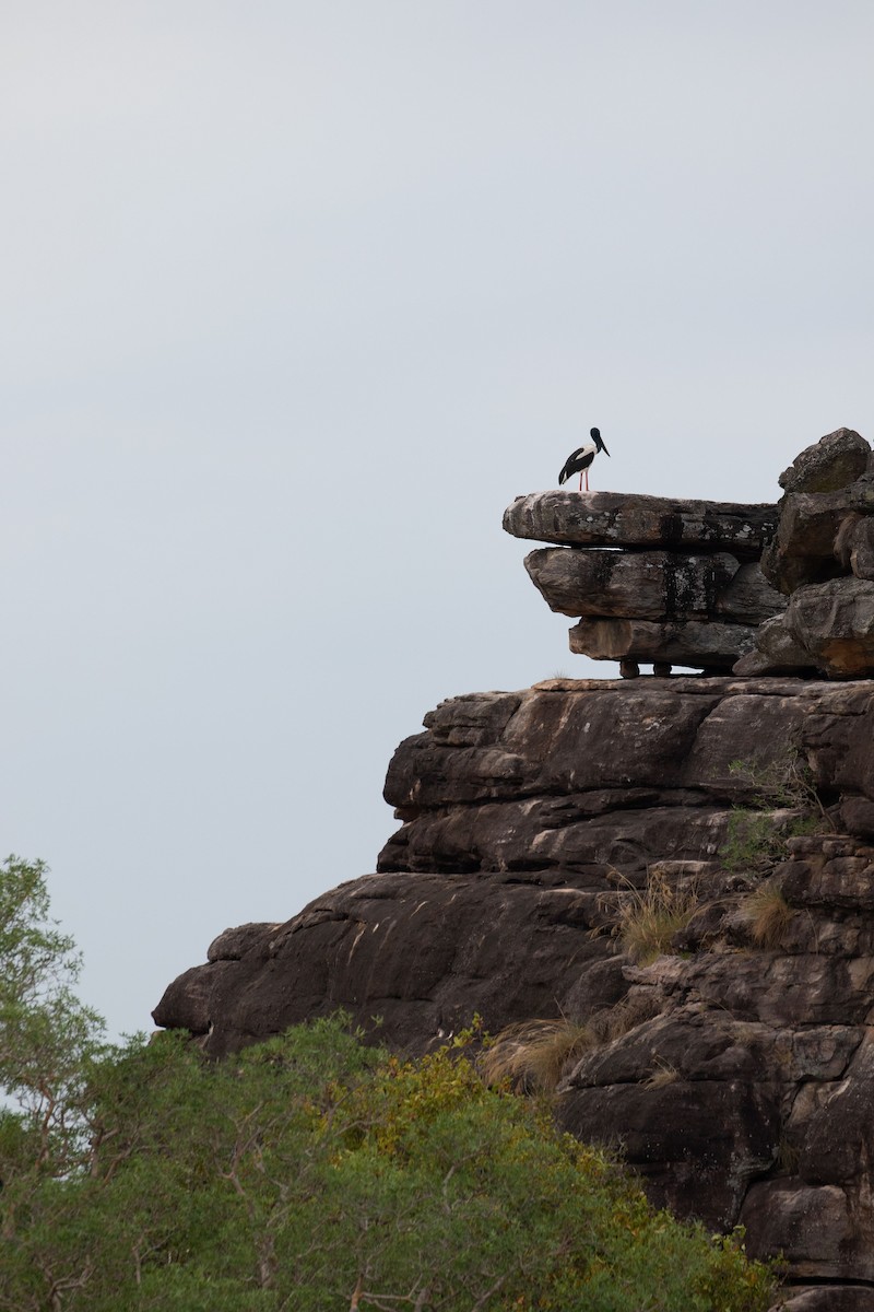 Black-necked Stork - ML619168318