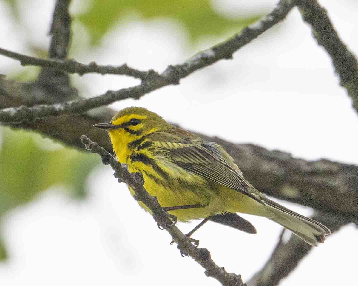 Prairie Warbler - ML619168322