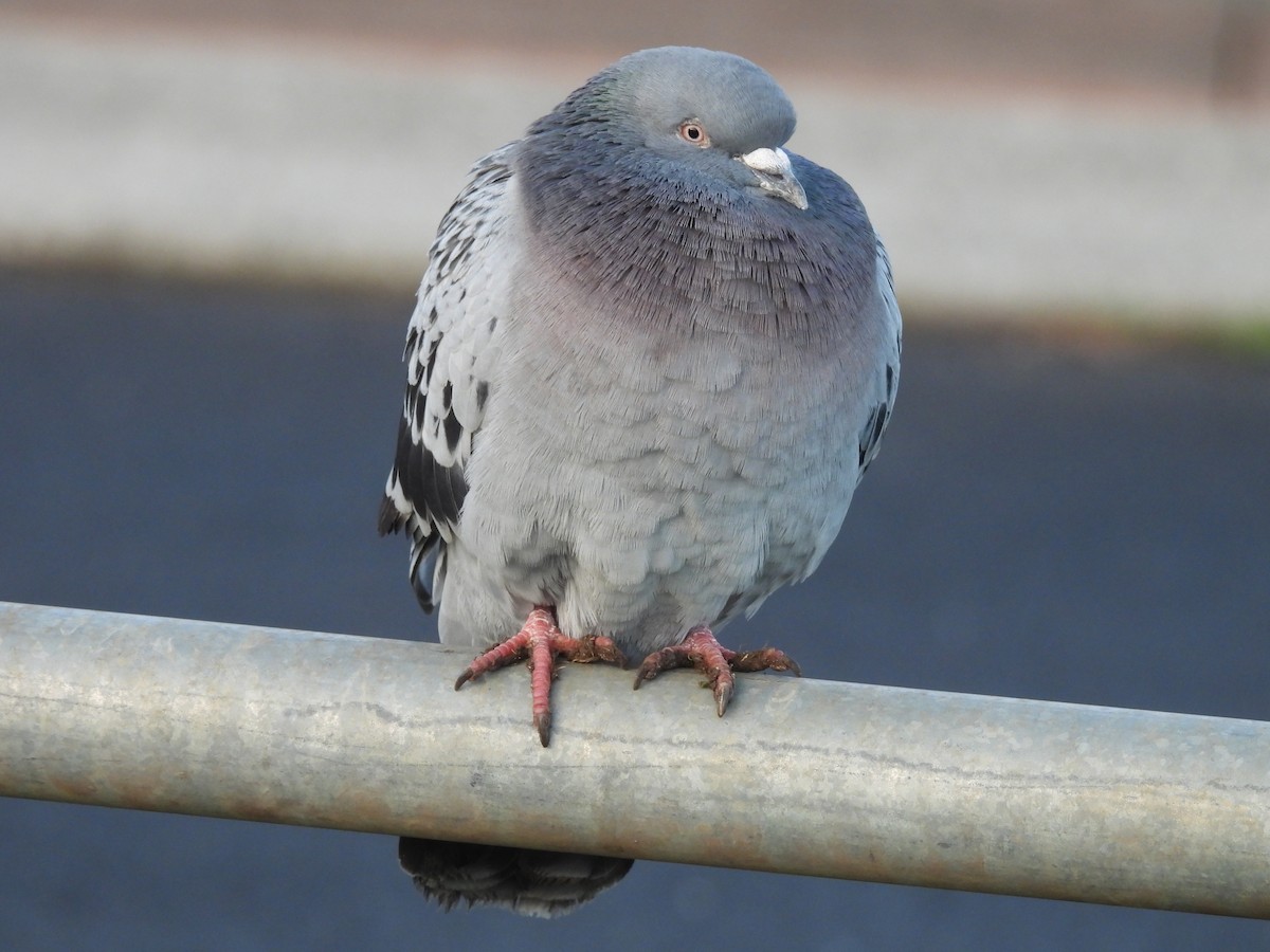 Rock Pigeon (Feral Pigeon) - Chanith Wijeratne